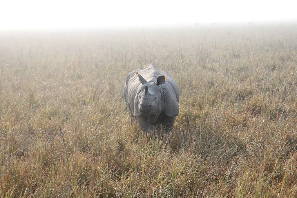 Kaziranga National Park, One of the best tourist places in Assam.
