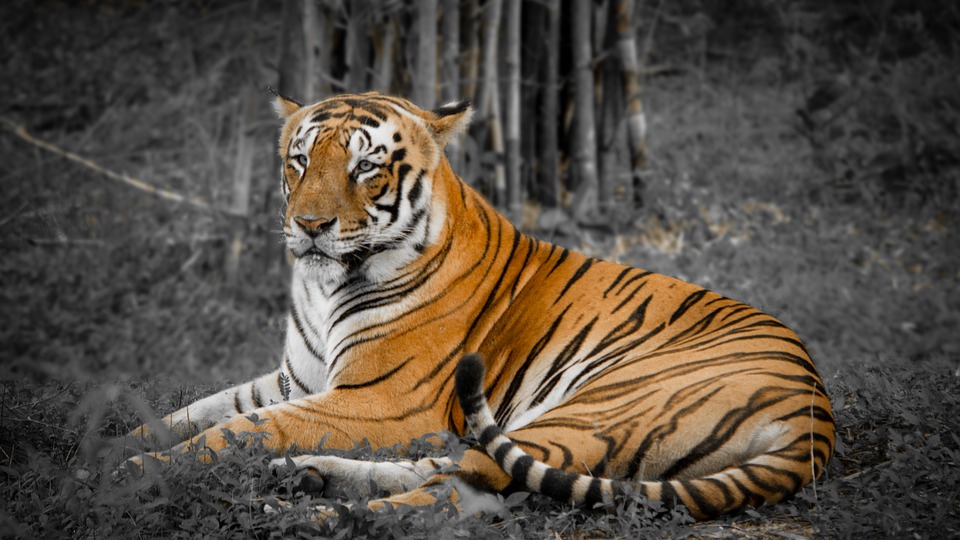 National park tigers