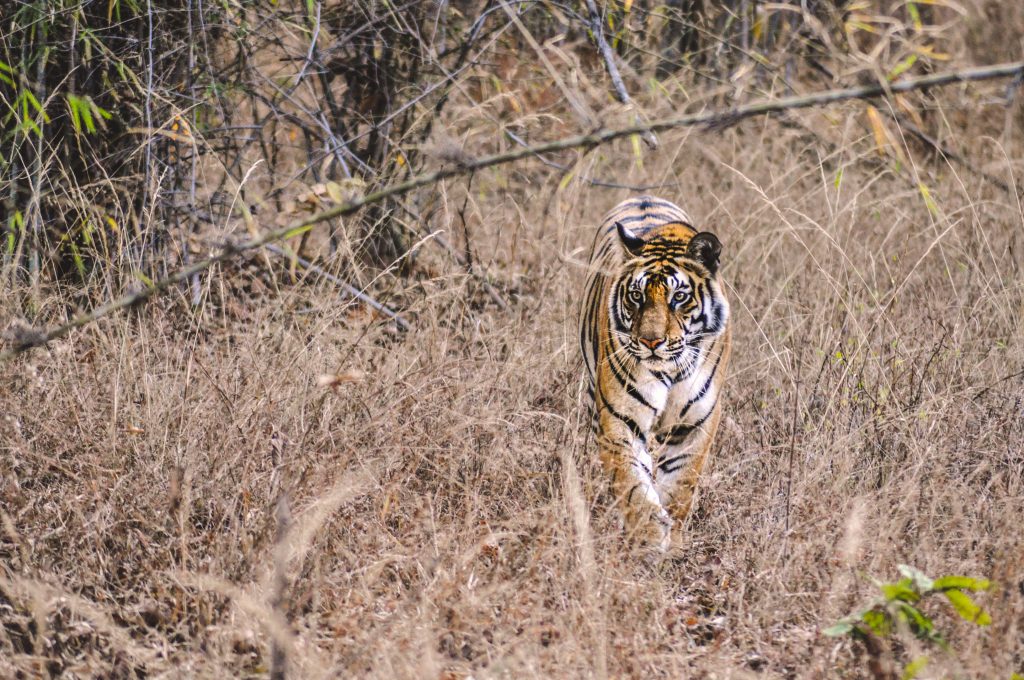 Wildlife experience in India