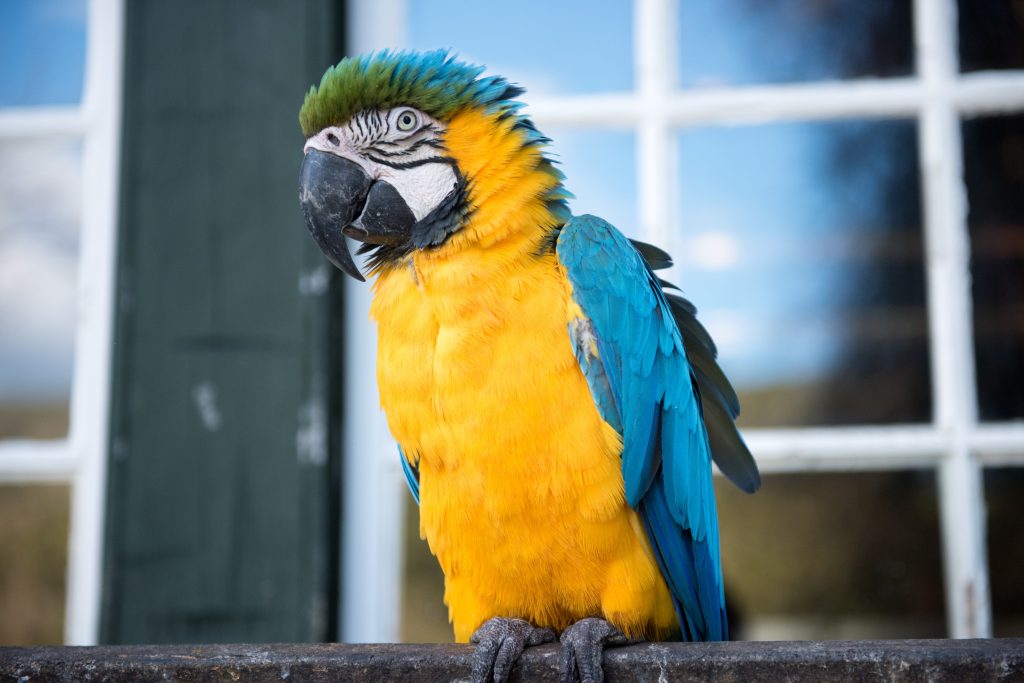 Variety of Tropical birds