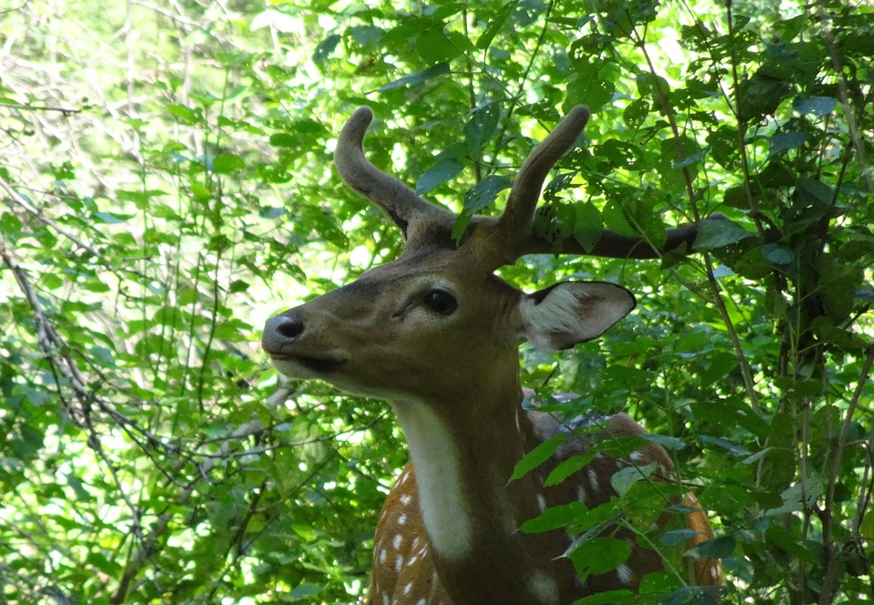 Spotted Dear in National Park