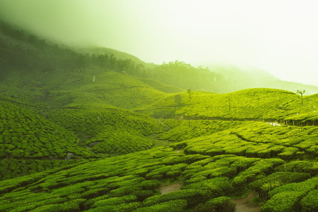 A picture of lush green fields in Kerala