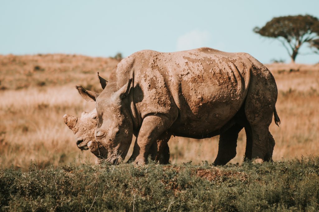 Kaziranga National Park