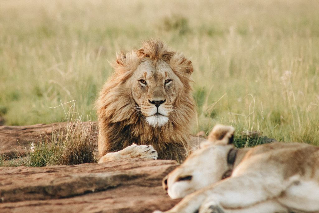 Gir National Park