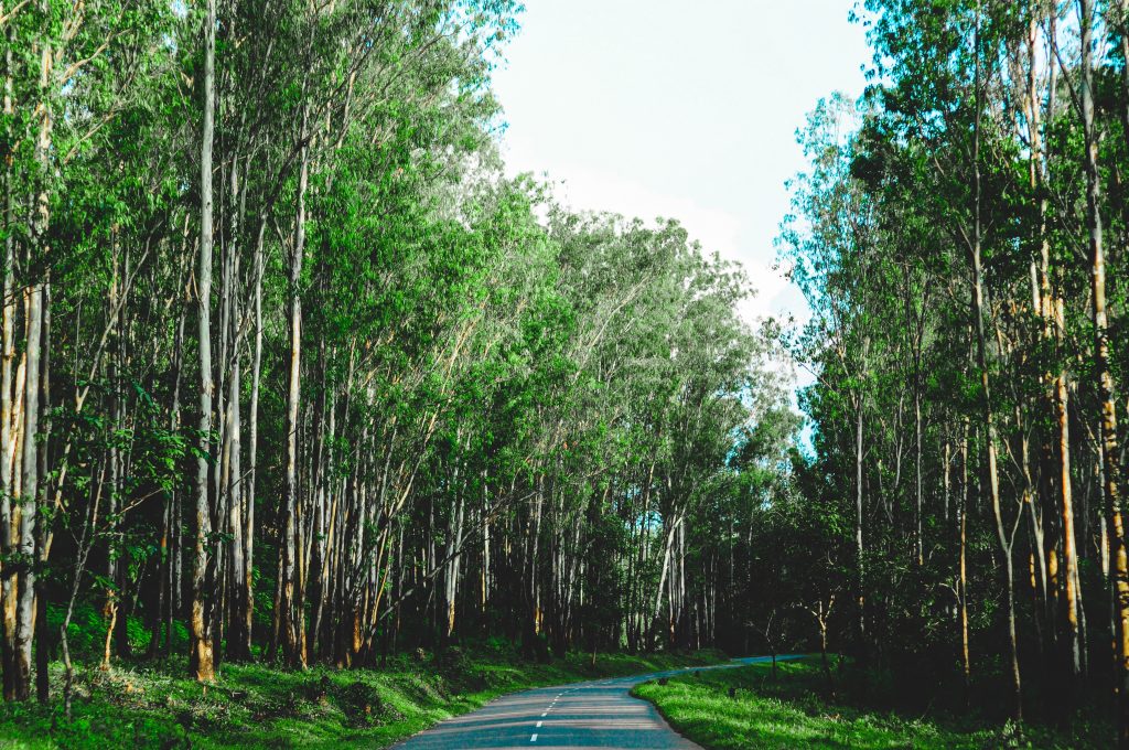 Road to Wayanad