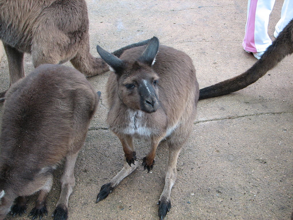 Ballarat Wildlife Park
