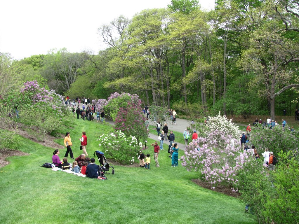 The Arnold Arboretum