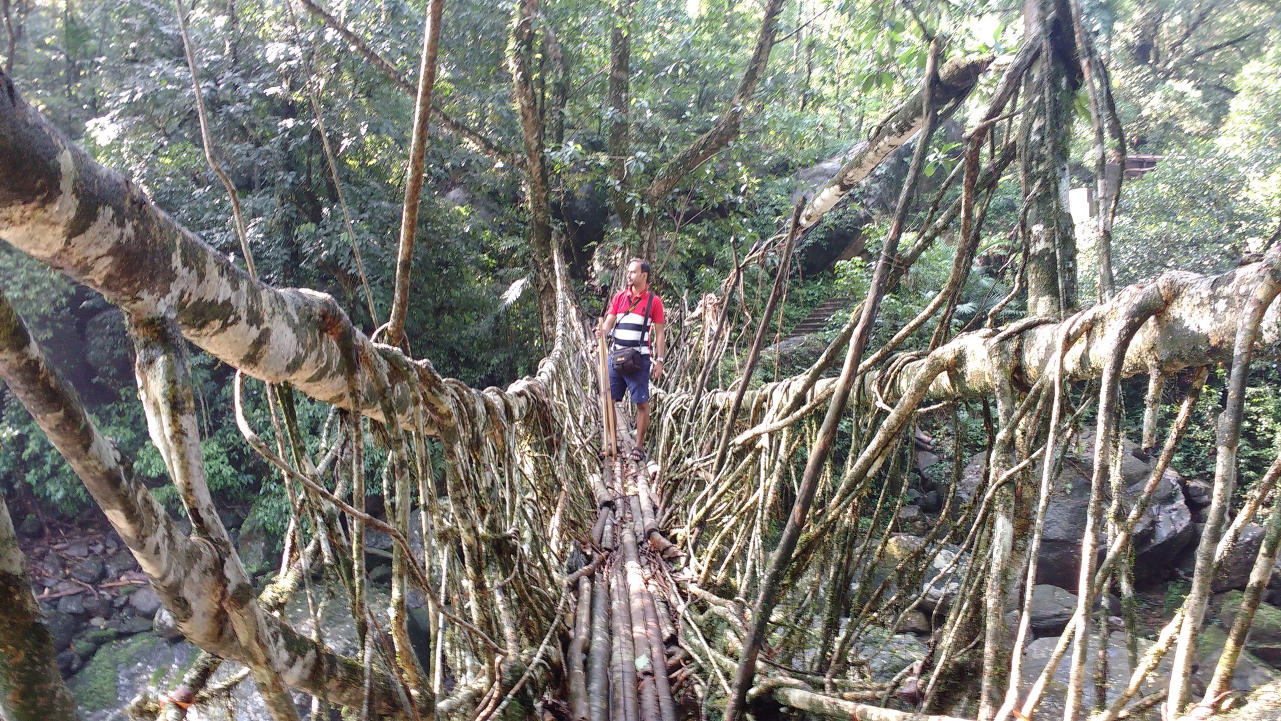 double-decker-root-bridge-the-subtle-art-of-nature