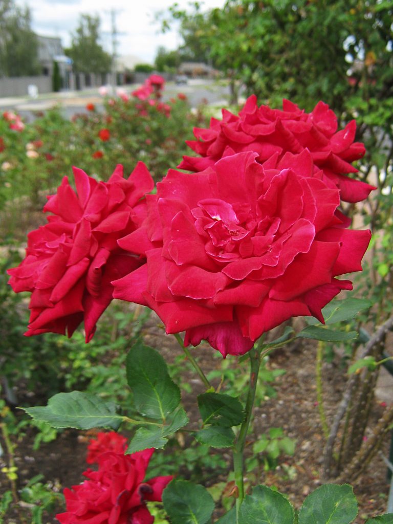 Morwell Centenary Rose Garden