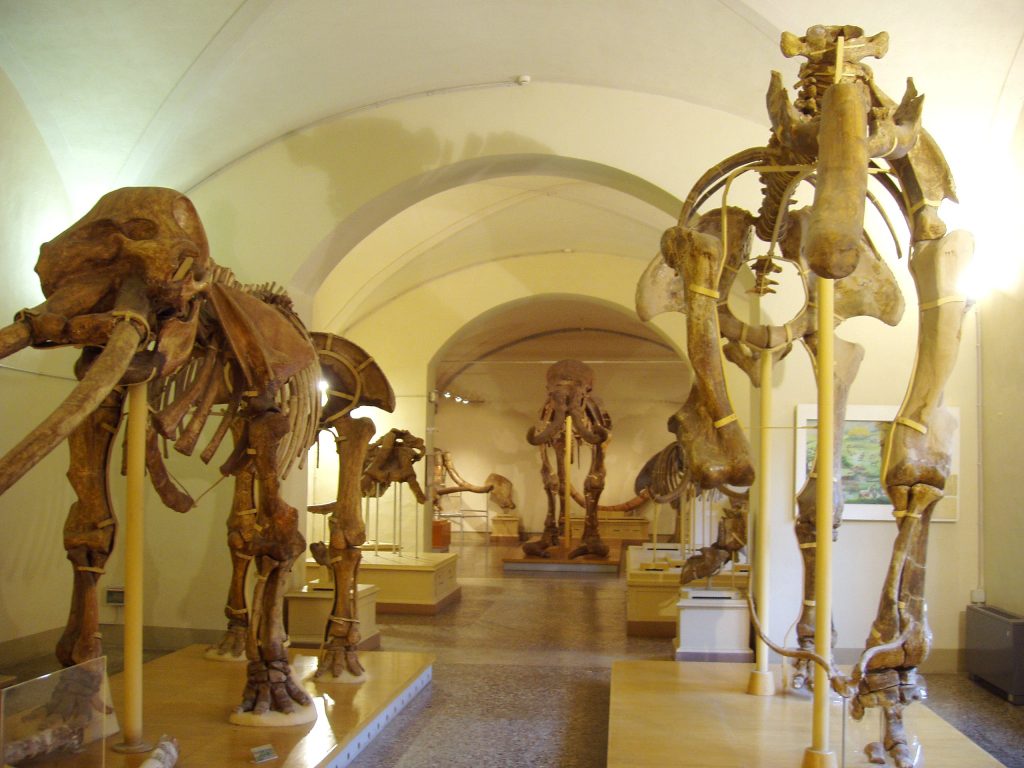 Museo di Storia Naturale