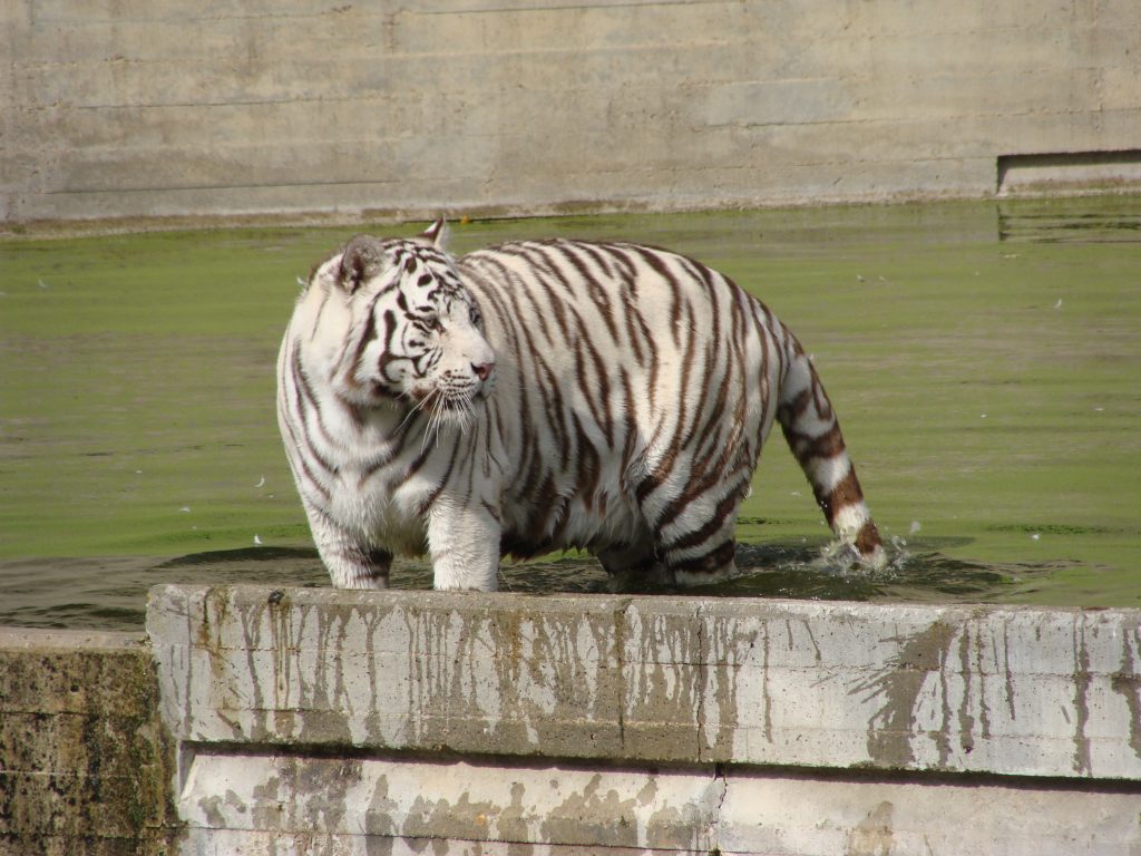 Spotting of White tiger in the Madrid Zoo Aquarium