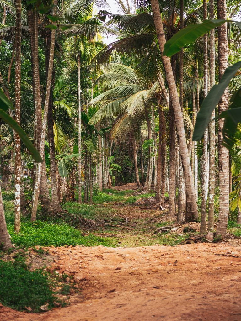 A picture of coconut trees, that was taken at Kuttanad