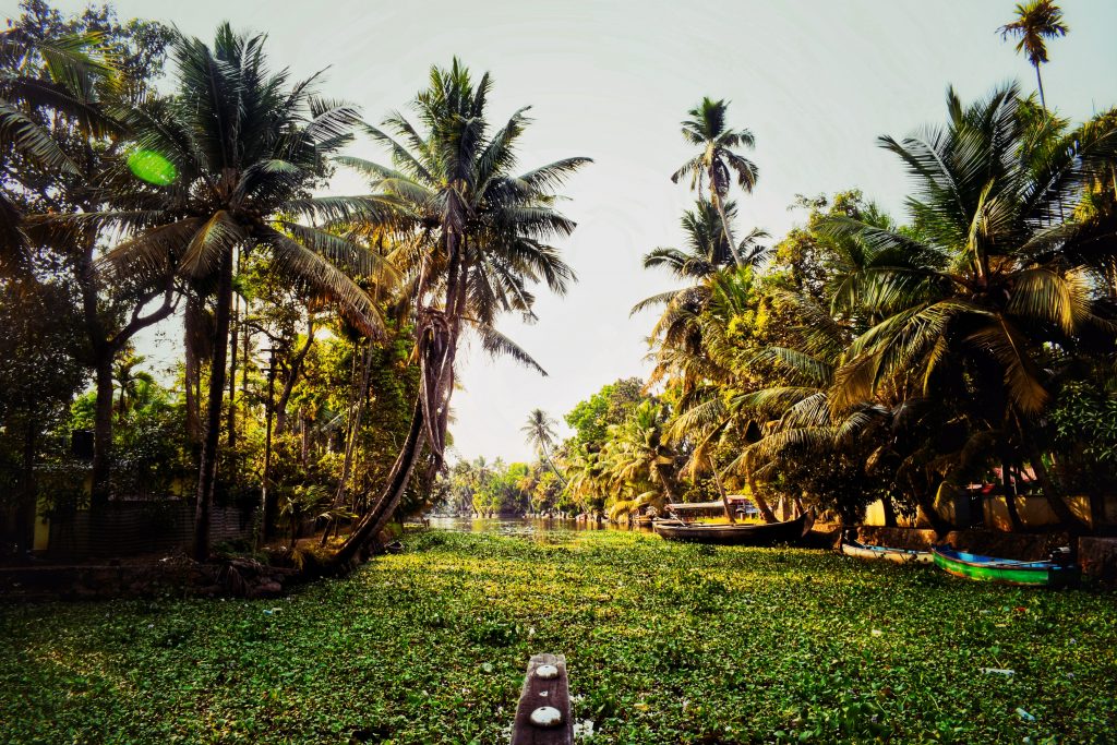 A view of the beautiful greeneries in Alleppey