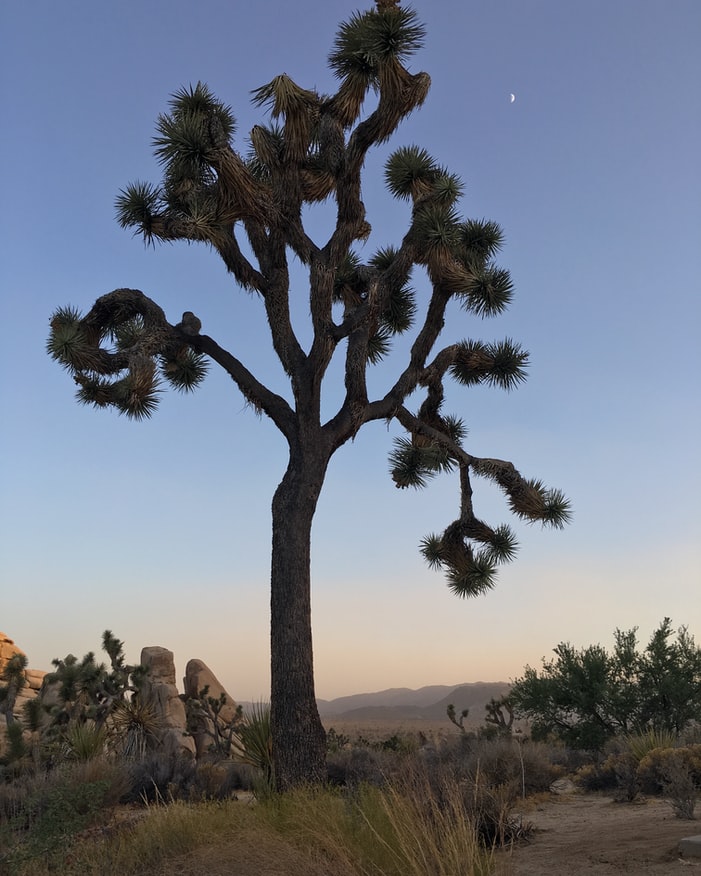 A Joshua tree