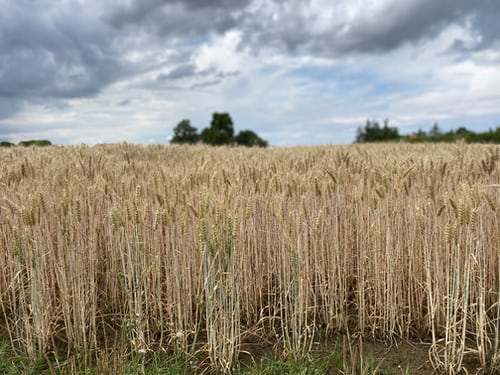 Golden fields of Cesena