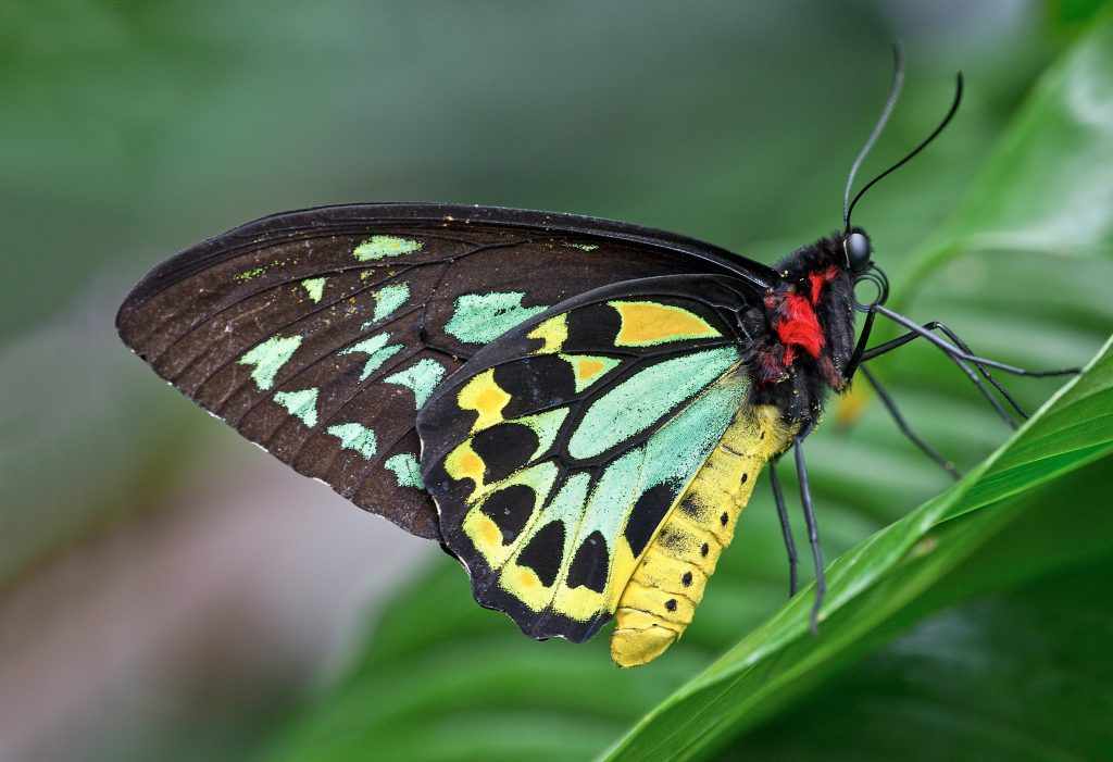 a winged butterfly