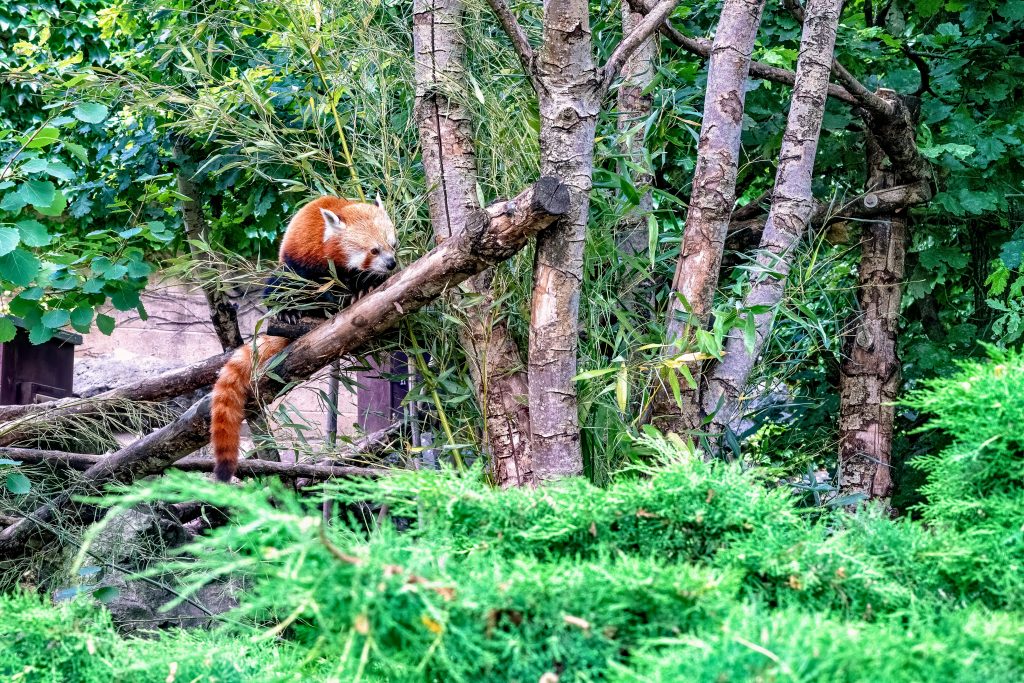 places to visit in West Sikkim