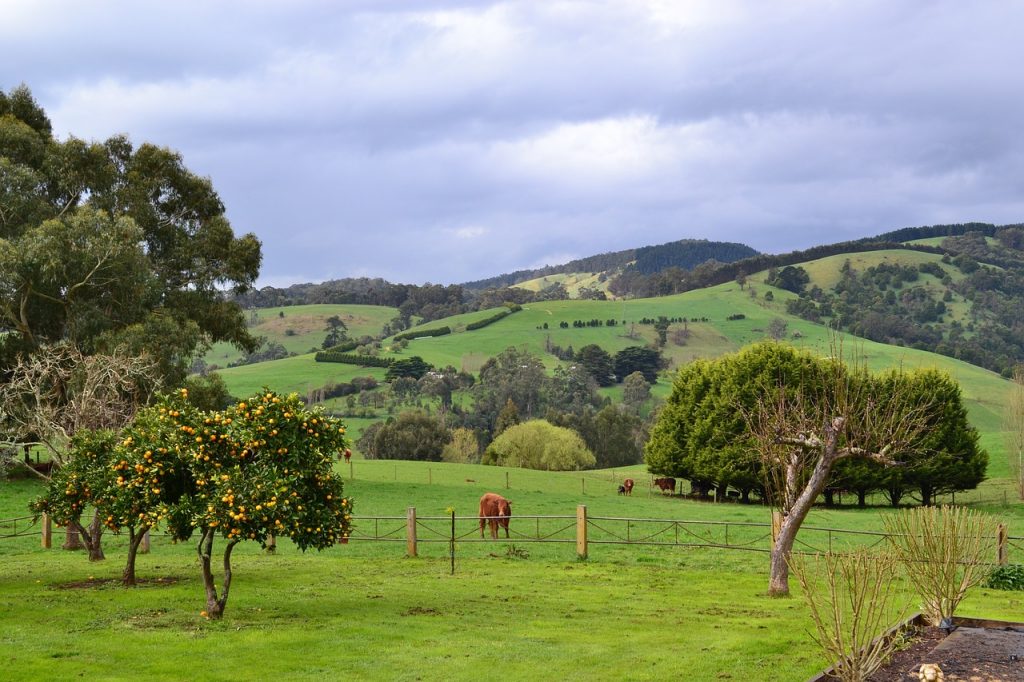 Gippsland Wine Region