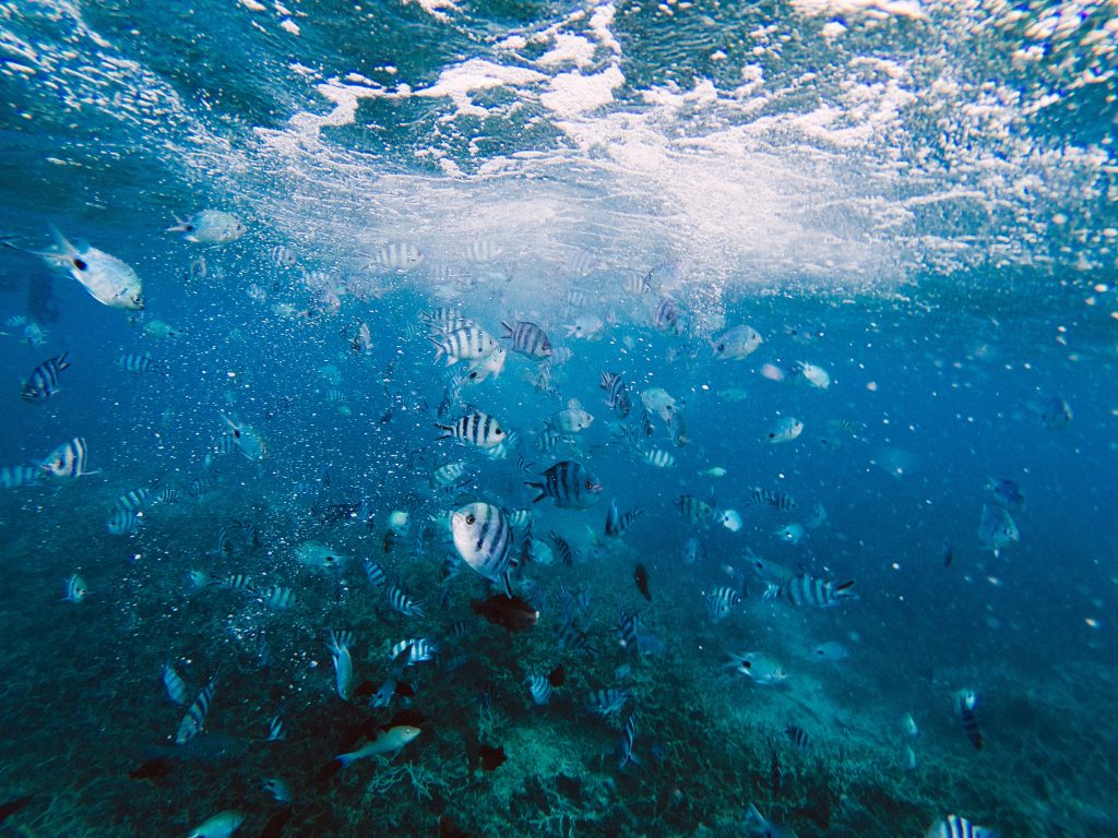 things to do in Alonissos
