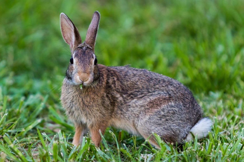 a rabbit in the zoo