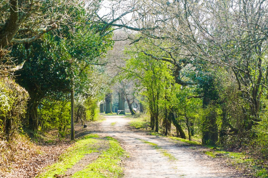 New Forest