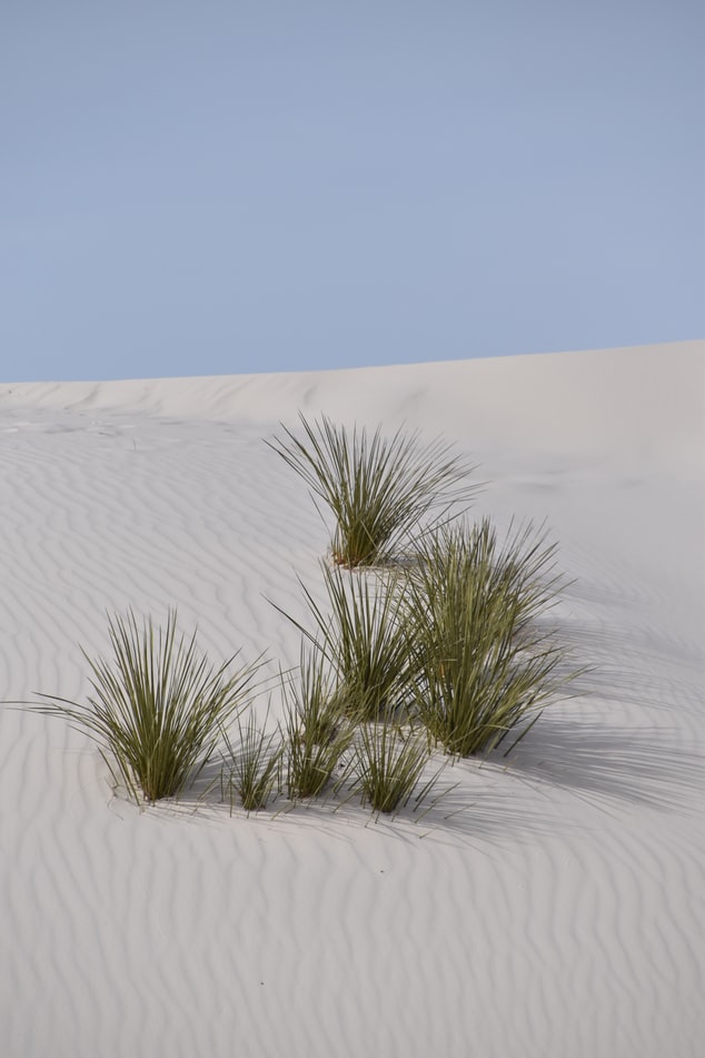 plants in sand desert