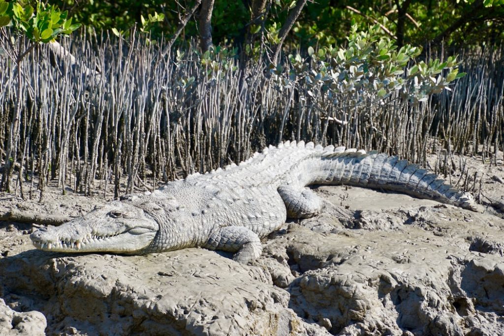 a crocodile at the national park