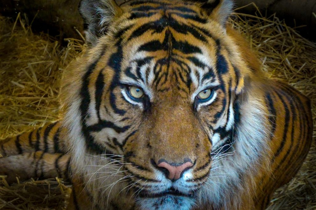A tiger in Edinburg Zoo
