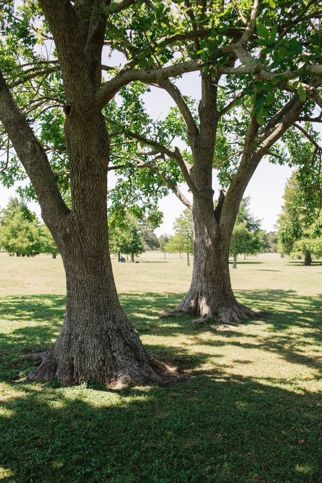 trees in a park