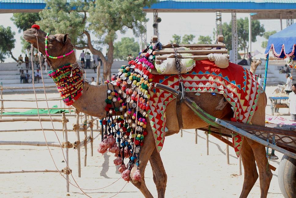 decorated camel in pushkar