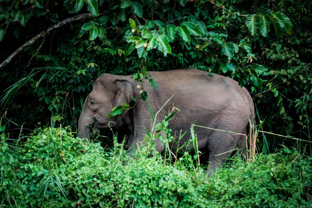 Kinabatangan River