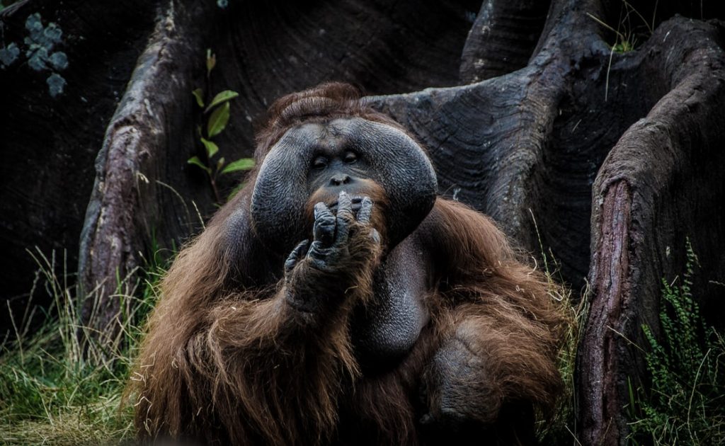 Orangutan, Borneo