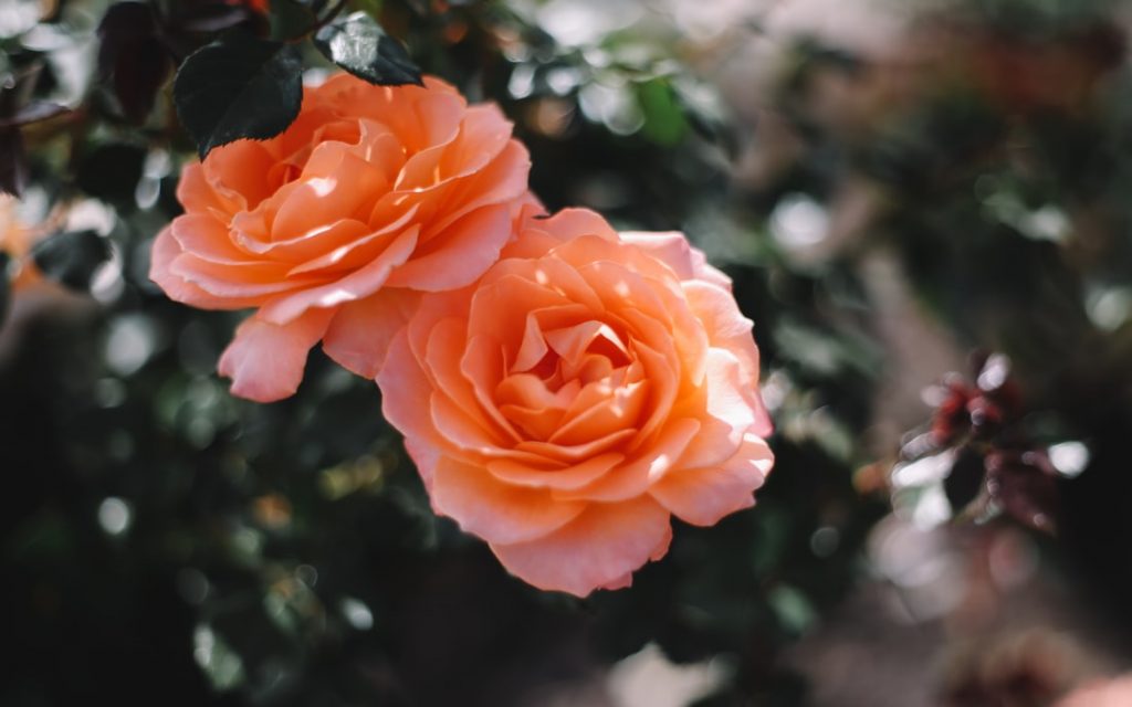 roses in the garden