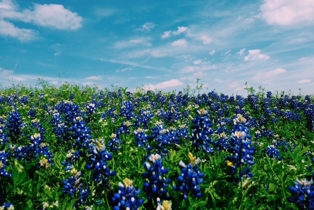 flower garden in Texas