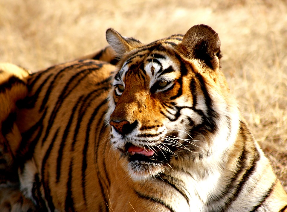 Manas Tiger Reserve - Where Nature Meets the Wild Manas Tiger Reserve - Where Nature Meets the Wild
