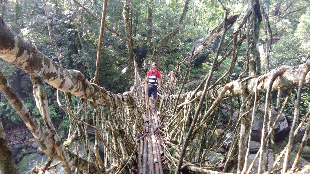a climber on the root bridge