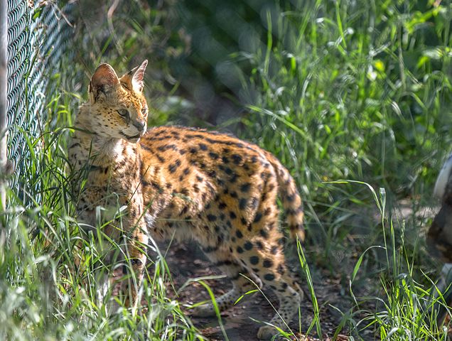 Wild Cat in Edmonton Valley zoo in Canada