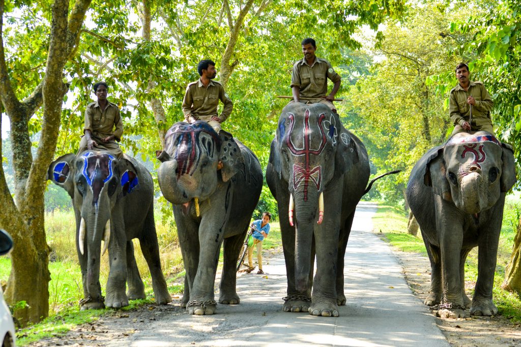 Kaziranga National Park