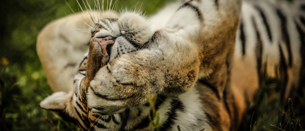 A tiger in one of the Zoos in Canada