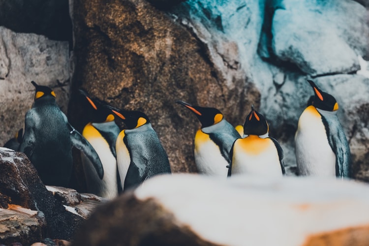 Pengiuns in Calgary Zoo in Canada