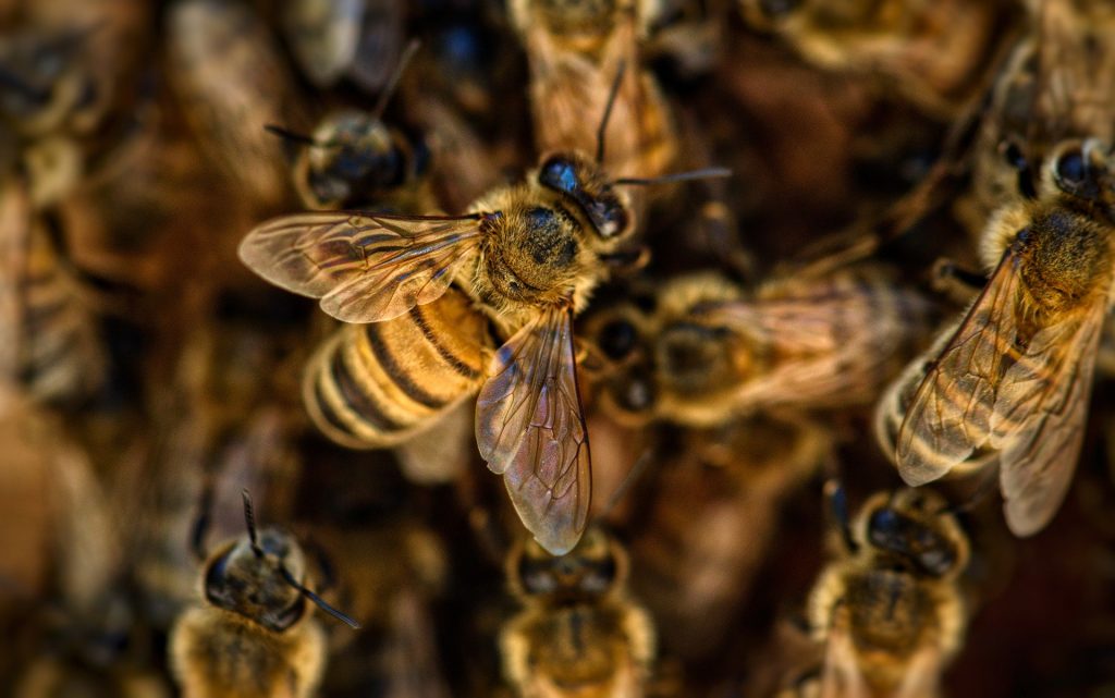 Honey Bees centre in Saputara