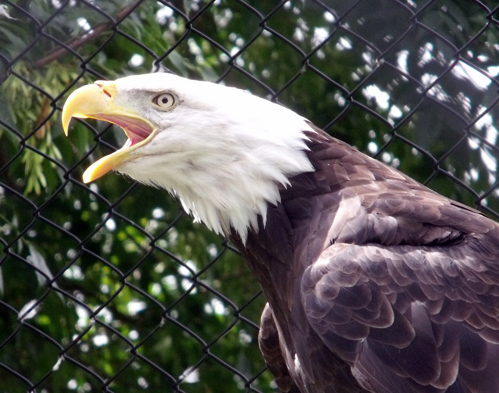 A eagle in the Magnetic Hill Zoo