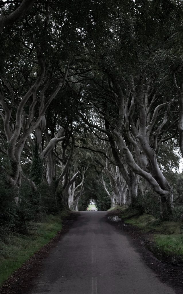 Dark Hedges