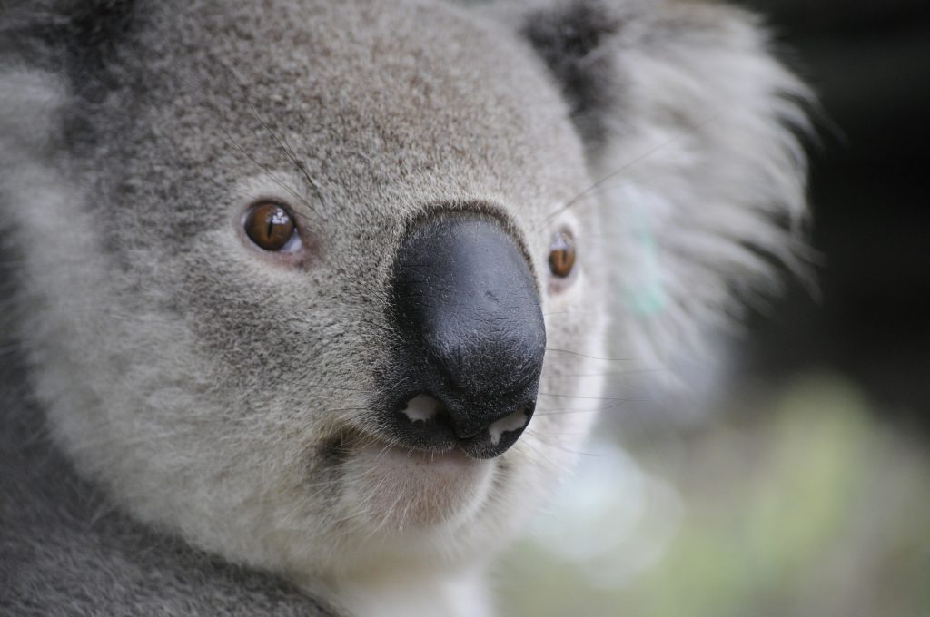 Koala sighting at the Billabong Koala Wildlife Park