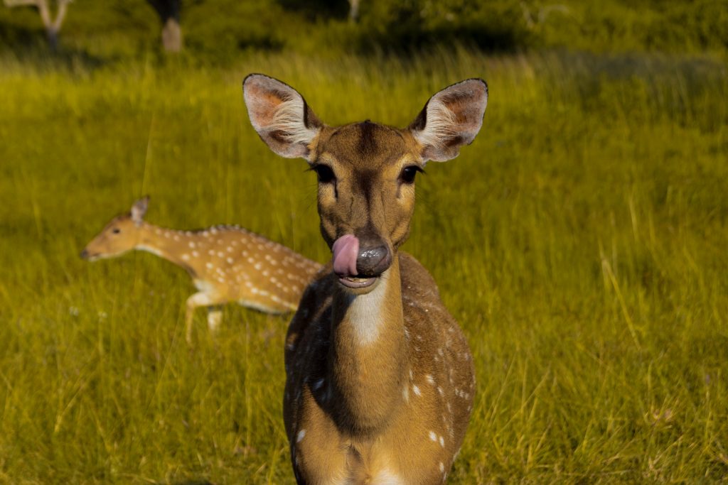 Cabañeros National Park