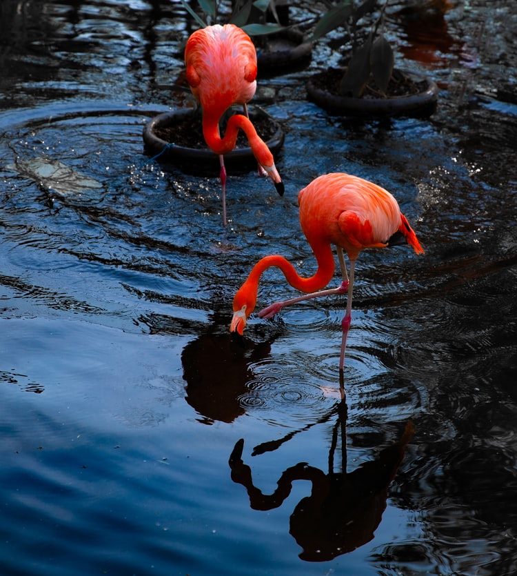 A flamingo in Toronto Zoo