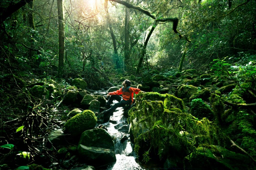Man amidst greeneries