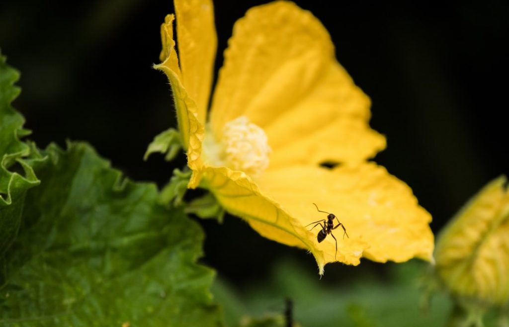 ant on yellow flower