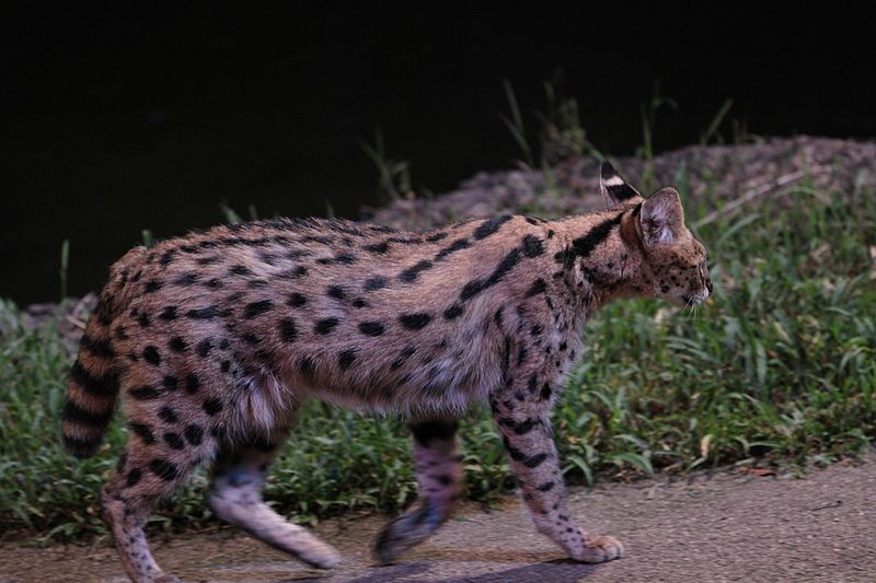Spotting a Serval in a Night Safari, Singapore.