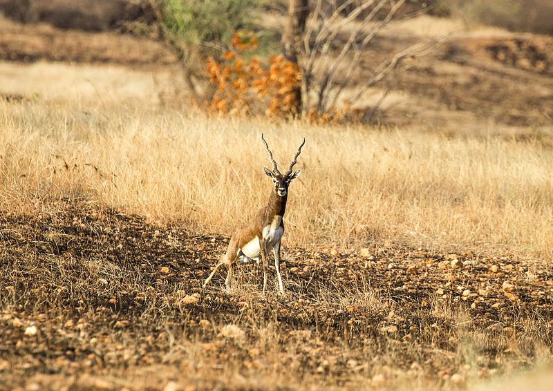 Jayamangali Blackbuck Reserve.